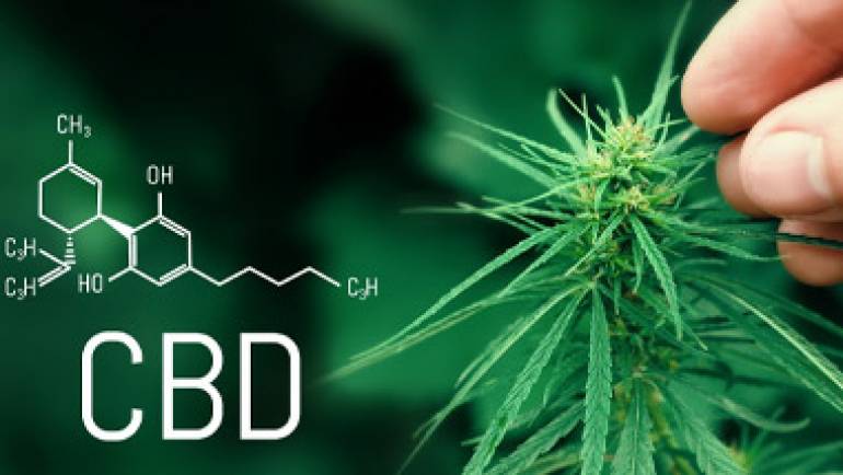 Lack Of CBD Safety Data Threatens Future Of Whole UK Industry